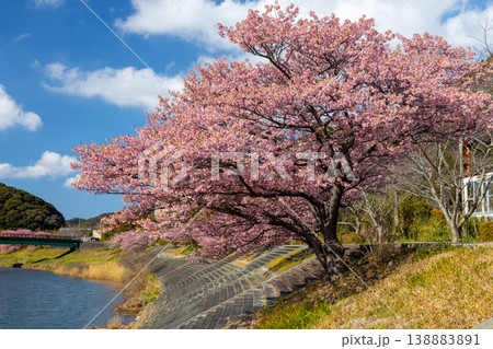 静岡県賀茂郡南伊豆町下賀茂 みなみの桜と菜の花まつり 青野川沿いの早咲き河津桜並木 静岡県賀茂郡南伊豆町下賀茂 みなみの桜と菜の花まつり 青野川沿いの早咲き河津桜並木 138883891