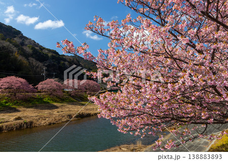 静岡県賀茂郡南伊豆町下賀茂 みなみの桜と菜の花まつり 青野川沿いの早咲き河津桜並木 静岡県賀茂郡南伊豆町下賀茂 みなみの桜と菜の花まつり 青野川沿いの早咲き河津桜並木 138883893