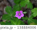 日本の山野や道端で見られる日本三大民間生薬である紅紫色の花が綺麗なゲンノショウコウ 138884006
