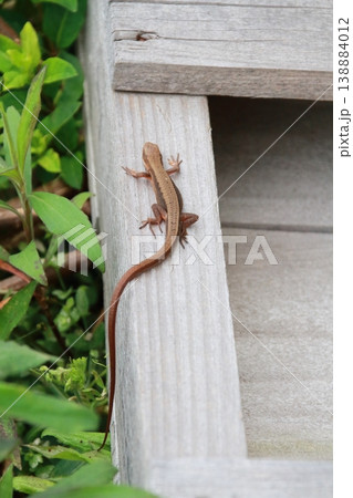 屋外で廃材の上を歩くニホンカナヘビ 138884012