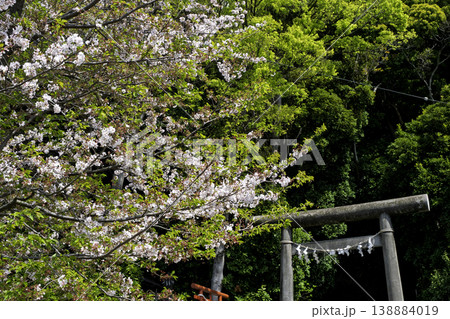人見神社・千葉県君津市・桜と鳥居 人見神社・千葉県君津市・桜と鳥居 138884019