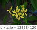 沖縄のマングローブ林の後背地で見られる黄色の花が綺麗なコウシュンカズラ 138884120