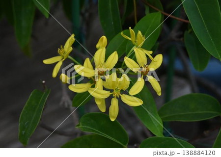 沖縄のマングローブ林の後背地で見られる黄色の花が綺麗なコウシュンカズラ 沖縄のマングローブ林の後背地で見られる黄色の花が綺麗なコウシュンカズラ 138884120