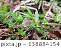 本州中部・東北地方に分布する早春に林床に見られる釣鐘状の下を向いた可愛いコシノコバイモの花 138884154