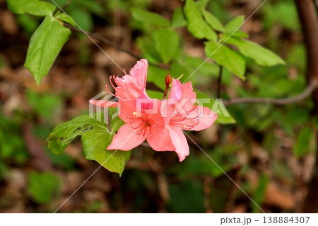 オンツツジの花 138884307