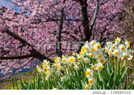 静岡県賀茂郡南伊豆町下賀茂　みなみの桜と菜の花まつり　青野川沿いの水仙と早咲き河津桜並木の景色 138884318