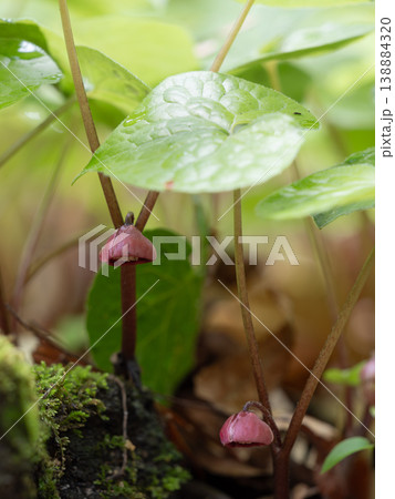 葉の下に咲く双葉葵の花 138884320