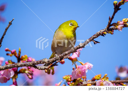 静岡県賀茂郡南伊豆町下賀茂 みなみの桜と菜の花まつり 青野川沿いの早咲き河津桜のメジロ 静岡県賀茂郡南伊豆町下賀茂 みなみの桜と菜の花まつり 青野川沿いの早咲き河津桜のメジロ 138884727