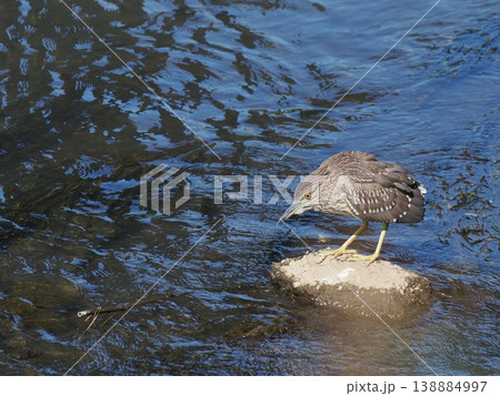 何かを狙うゴイサギの幼鳥、ホシゴイ 何かを狙うゴイサギの幼鳥、ホシゴイ 138884997
