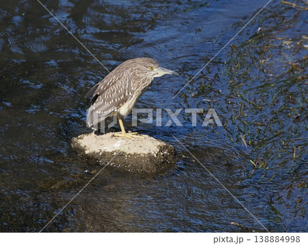 ゴイサギの幼鳥、ホシゴイ、横位置 ゴイサギの幼鳥、ホシゴイ、横位置 138884998