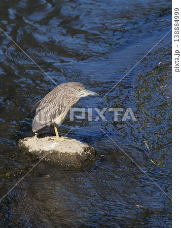 ゴイサギの幼鳥、ホシゴイ、縦位置 138884999