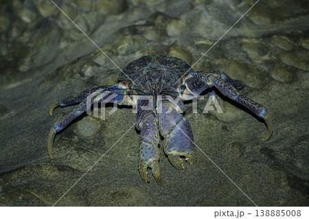 沖縄県_西表島_ヤシガニ 138885008