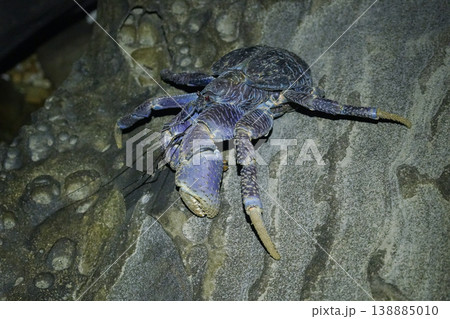 沖縄県_西表島_ヤシガニ 沖縄県_西表島_ヤシガニ 138885010