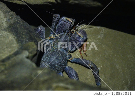 沖縄県_西表島_ヤシガニ 沖縄県_西表島_ヤシガニ 138885011