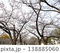 妙法寺川公園の桜（神戸市 須磨区） 138885060
