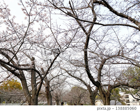 妙法寺川公園の桜（神戸市 須磨区） 138885060