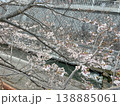 妙法寺川公園の桜（神戸市 須磨区） 138885061