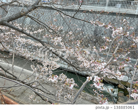 妙法寺川公園の桜(神戸市 須磨区) 妙法寺川公園の桜(神戸市 須磨区) 138885061