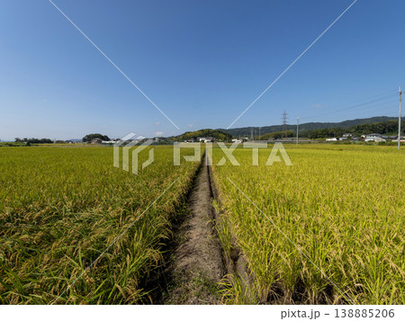 黄金色の稲穂が広がる斑鳩町の田園風景 黄金色の稲穂が広がる斑鳩町の田園風景 138885206