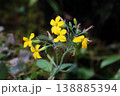 リュウキュウベンケイの花 138885394