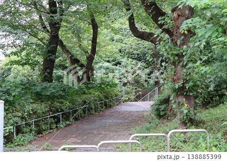 雨上がりのしっとりとした薄暗い公園と濡れた葉の緑5 雨上がりのしっとりとした薄暗い公園と濡れた葉の緑5 138885399