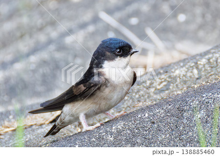 巣材集めのため土手に降りたイワツバメ 138885460