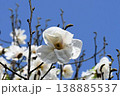 徳島県で発見されすでに野生絶滅種であるコブシモドキは、コブシより花が大きく花びらの数も多い貴重種です 138885537