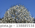 徳島県で発見されたすでに野生絶滅種であるコブシモドキの花が満開の木が青空に経て綺麗です 138885538