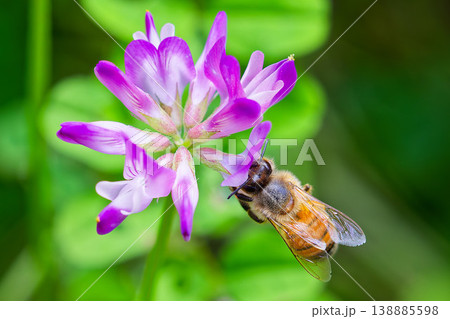 レンゲソウの蜜を吸うセイヨウミツバチ レンゲソウの蜜を吸うセイヨウミツバチ 138885598
