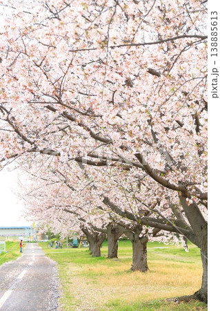 稲城市北緑地公園の桜 稲城市北緑地公園の桜 138885613