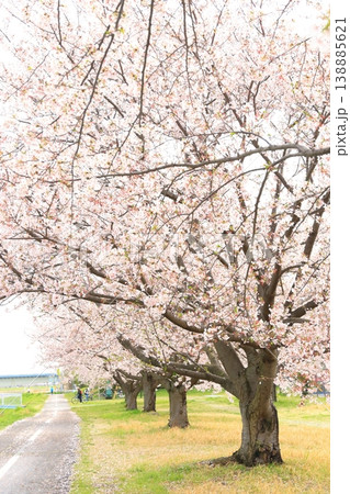 稲城市北緑地公園の桜 稲城市北緑地公園の桜 138885621