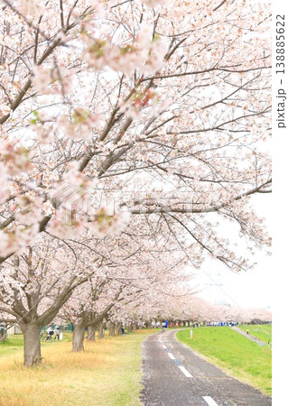 稲城市北緑地公園の桜 138885622