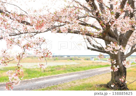 稲城市北緑地公園の桜 稲城市北緑地公園の桜 138885625