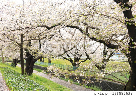 稲城市北緑地公園の桜 稲城市北緑地公園の桜 138885638