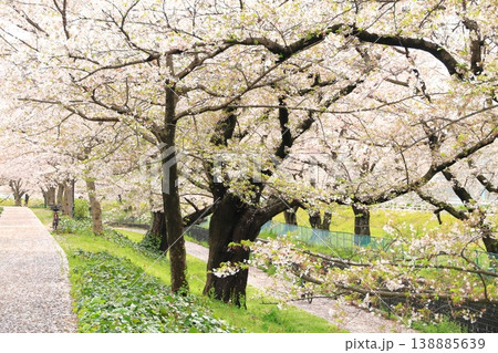 稲城市北緑地公園の桜 稲城市北緑地公園の桜 138885639