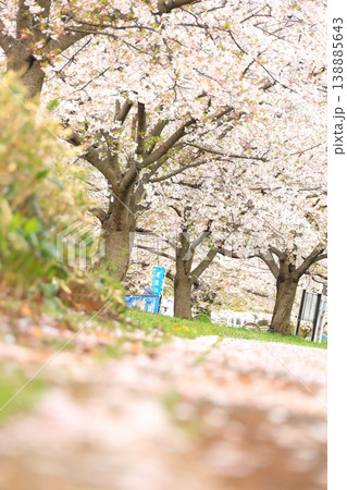 稲城市北緑地公園の桜 138885643