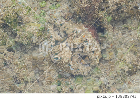 沖縄県_西表島_シャコガイ 138885743