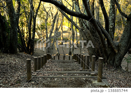 自然公園の遊歩道 自然公園の遊歩道 138885744