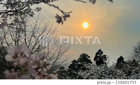 夕暮れ時の桜並木、夕日と満開の桜、春の夕暮れ、山中に咲く桜と夕景 夕暮れ時の桜並木、夕日と満開の桜、春の夕暮れ、山中に咲く桜と夕景 138885755