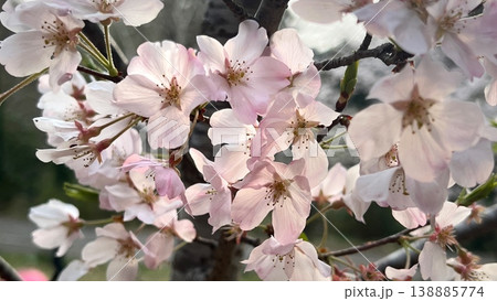 春うらら満開のサトザクラの花、ピンク色の里桜の花、満開の里桜のクローズアップ 春うらら満開のサトザクラの花、ピンク色の里桜の花、満開の里桜のクローズアップ 138885774