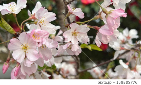 春うらら満開のサトザクラの花、ピンク色の里桜の花、満開の里桜のクローズアップ 春うらら満開のサトザクラの花、ピンク色の里桜の花、満開の里桜のクローズアップ 138885776