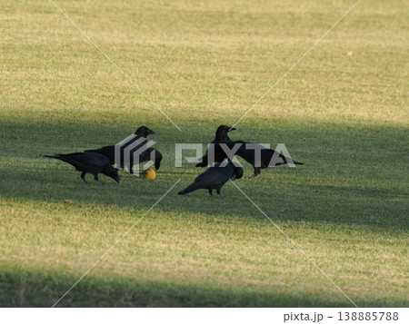 ボール遊びをするカラスたち ボール遊びをするカラスたち 138885788