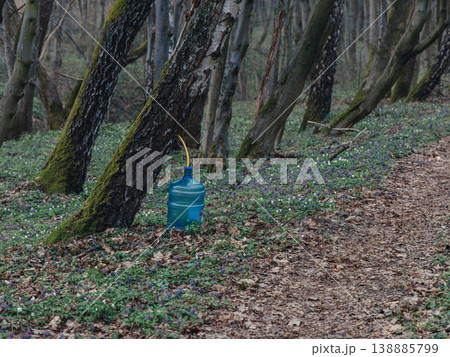 Collecting birch sap in spring forest with container Collecting birch sap in spring forest with container 138885799