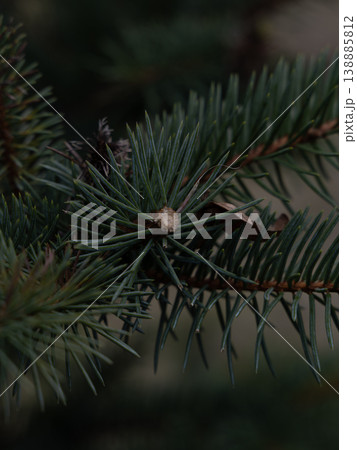 Close-up view of green pine needles and small cone on branch Close-up view of green pine needles and small cone on branch 138885812