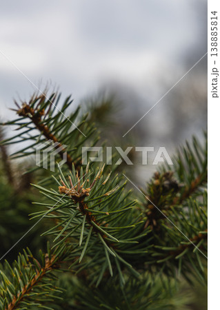 Pine tree branches with green needles in a cloudy sky Pine tree branches with green needles in a cloudy sky 138885814