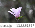 愛知県、岐阜県、三重県の一部の地域に分布する開き始めた綺麗なシデコブシの花 138885857