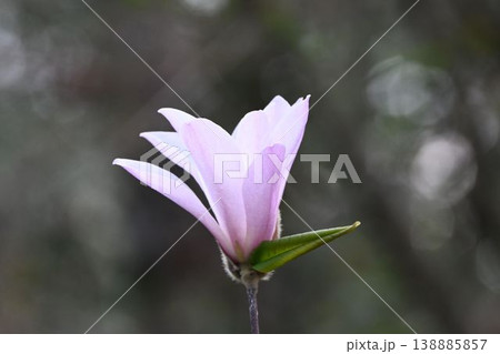 愛知県、岐阜県、三重県の一部の地域に分布する開き始めた綺麗なシデコブシの花 愛知県、岐阜県、三重県の一部の地域に分布する開き始めた綺麗なシデコブシの花 138885857