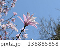愛知県、岐阜県、三重県の一部に分布する淡いピンク色の波打つ花弁が綺麗なシデコブシの花 138885858