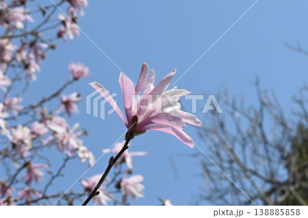 愛知県、岐阜県、三重県の一部に分布する淡いピンク色の波打つ花弁が綺麗なシデコブシの花 138885858