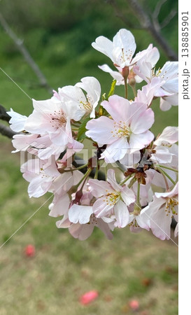 春うらら満開のサトザクラの花、ピンク色の里桜の花、満開の里桜のクローズアップ 春うらら満開のサトザクラの花、ピンク色の里桜の花、満開の里桜のクローズアップ 138885901